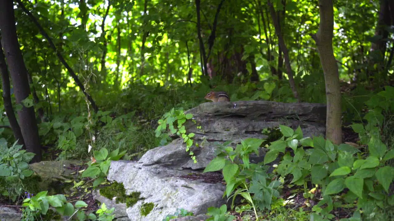 Chipmunk on stone at forest Striped rodent of family squirrel Wild animal