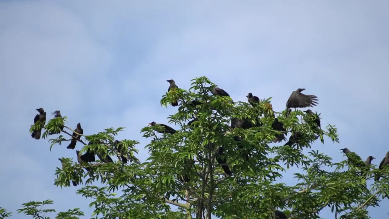 Slow motion group of crows fly away