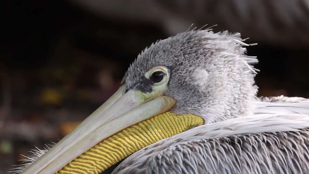 Close up Pink-backed Pelican eye