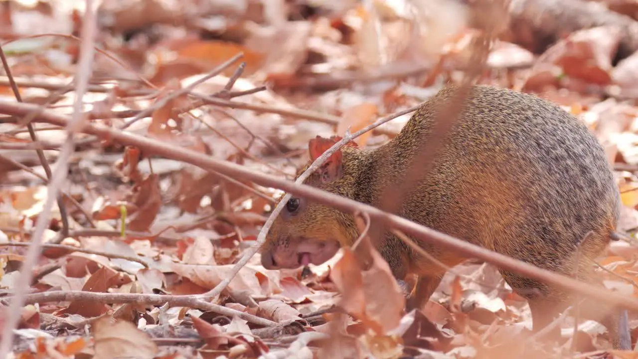 Agouti eating seeds in Pantanal during drought season