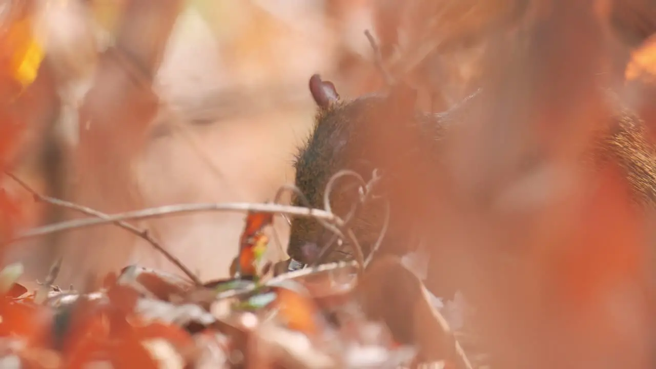 Agouti eating fruits and seeds in Pantanal Brazil