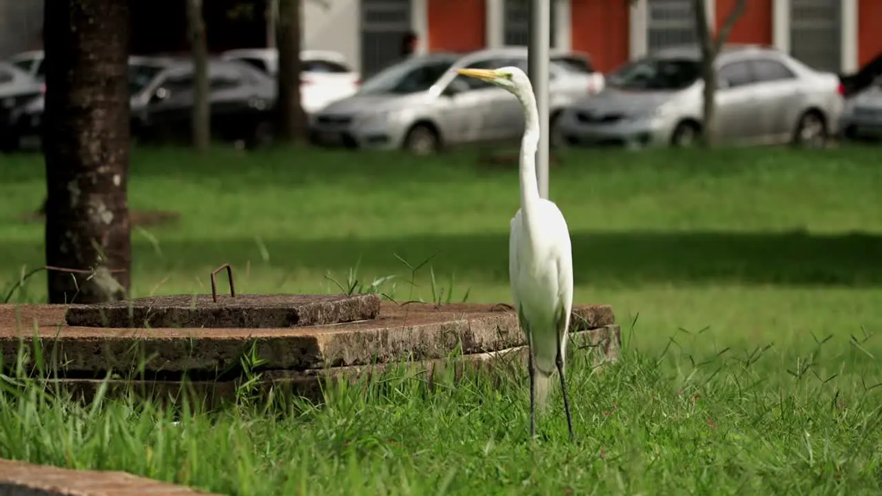 A egret stands at the grass and walk out of the scene