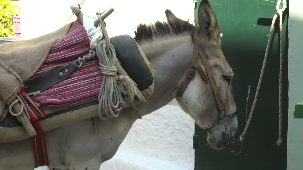 Donkey with Saddle bound to wall in greek alley close up