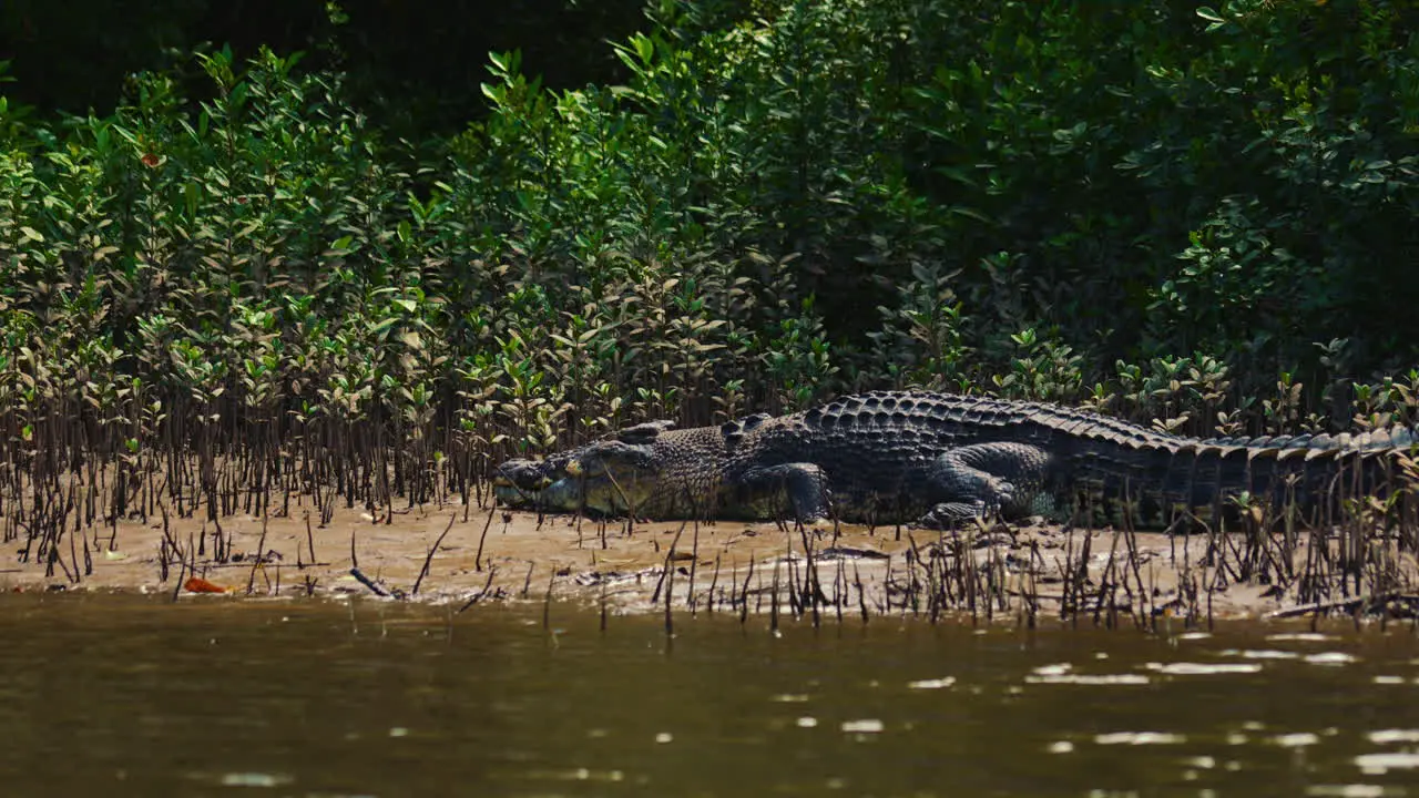 Dangerous crocodile sunbathing in a mangrove river