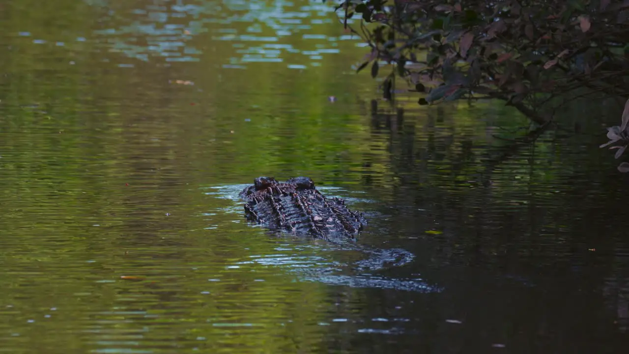 Crocodile swimming in a river close-up