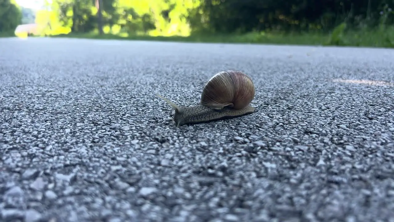 Small snail with a spiral shell crawling across a paved road moving slowly close up daylight