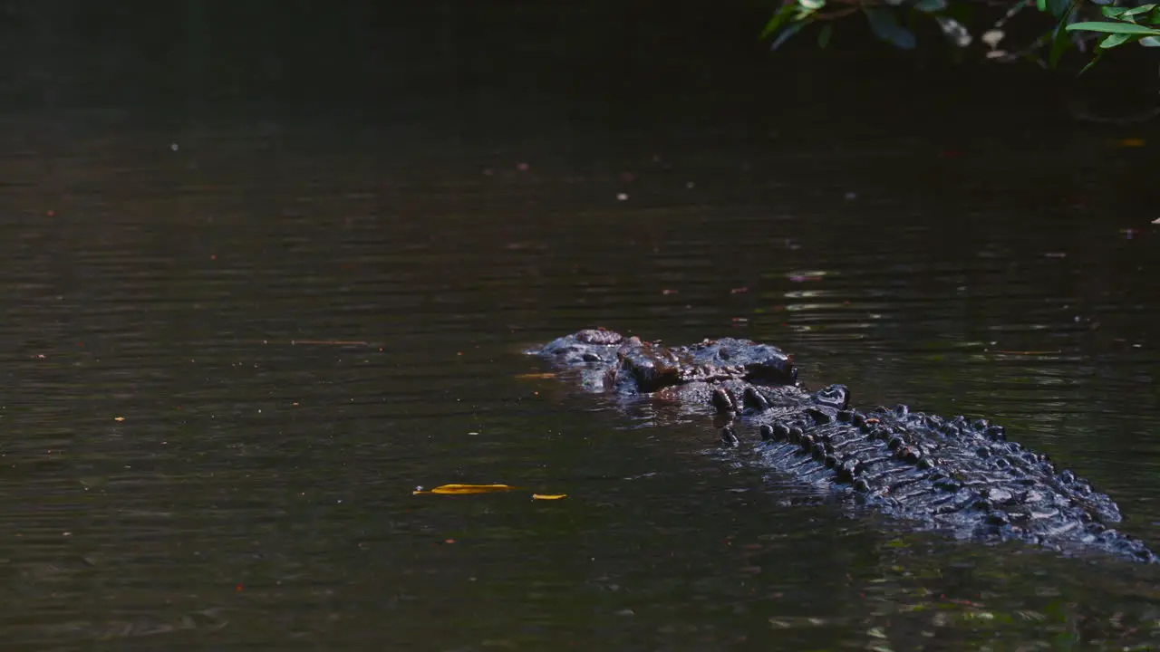 Crocodile swimming in a river