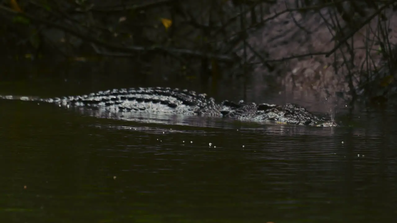 Dangerous crocodile swimming in a river