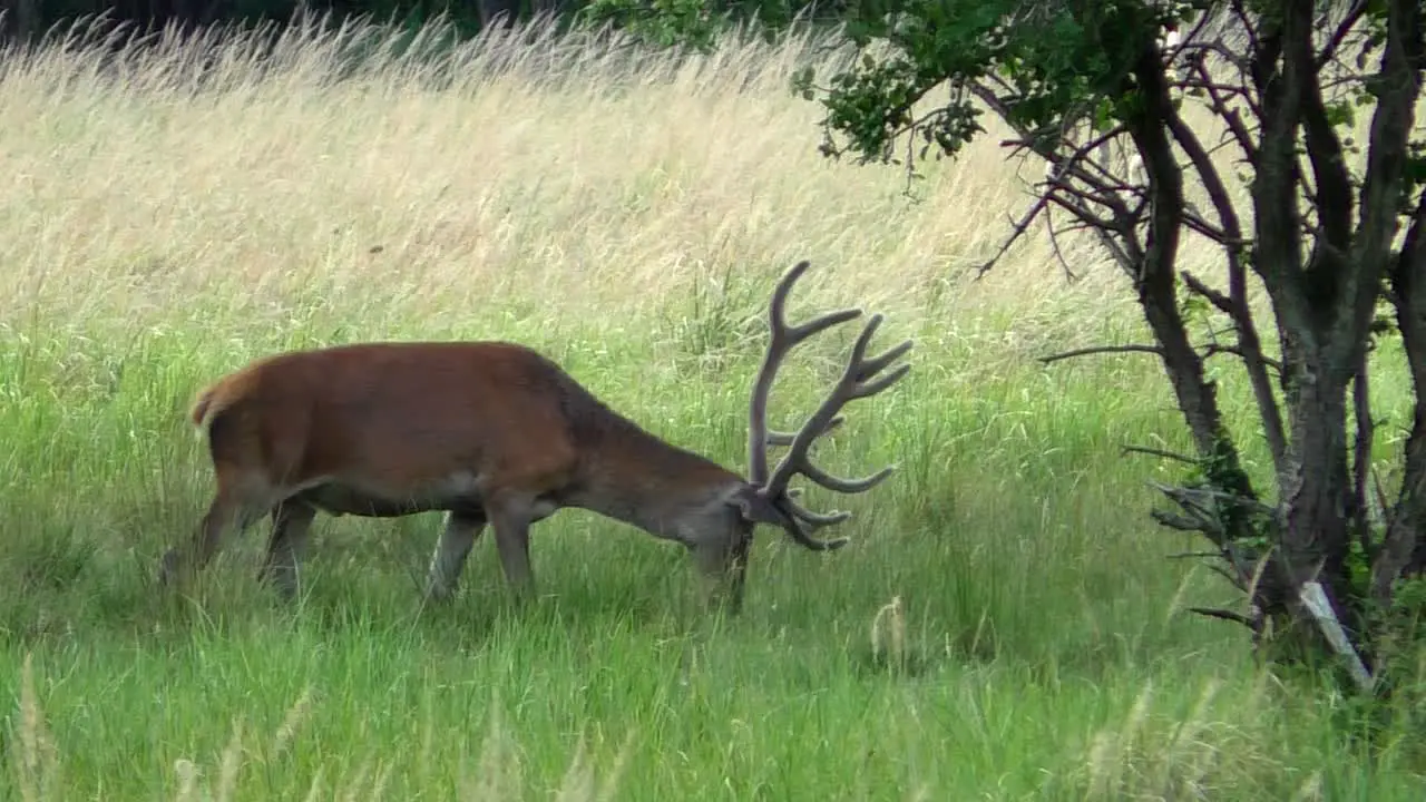 Deer Buck grazing on a meadow and leaving