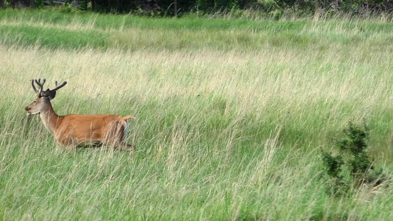 Deer Buck grazing in a field and leaving