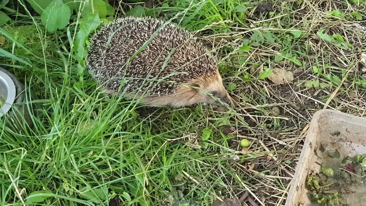 Shy wild hedgehog runs and hides under green leaves in hurry