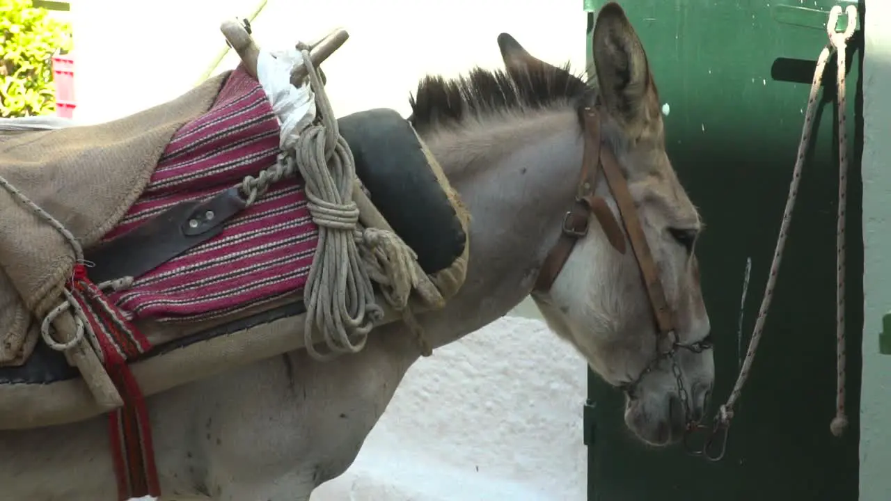 Donkey with Saddle bound to wall in greek alley close up SLOW MOTION