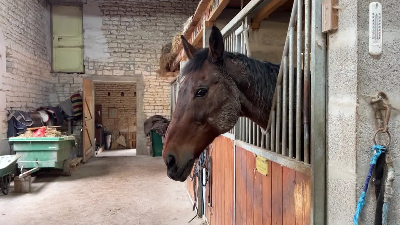 Brown horse in the stables