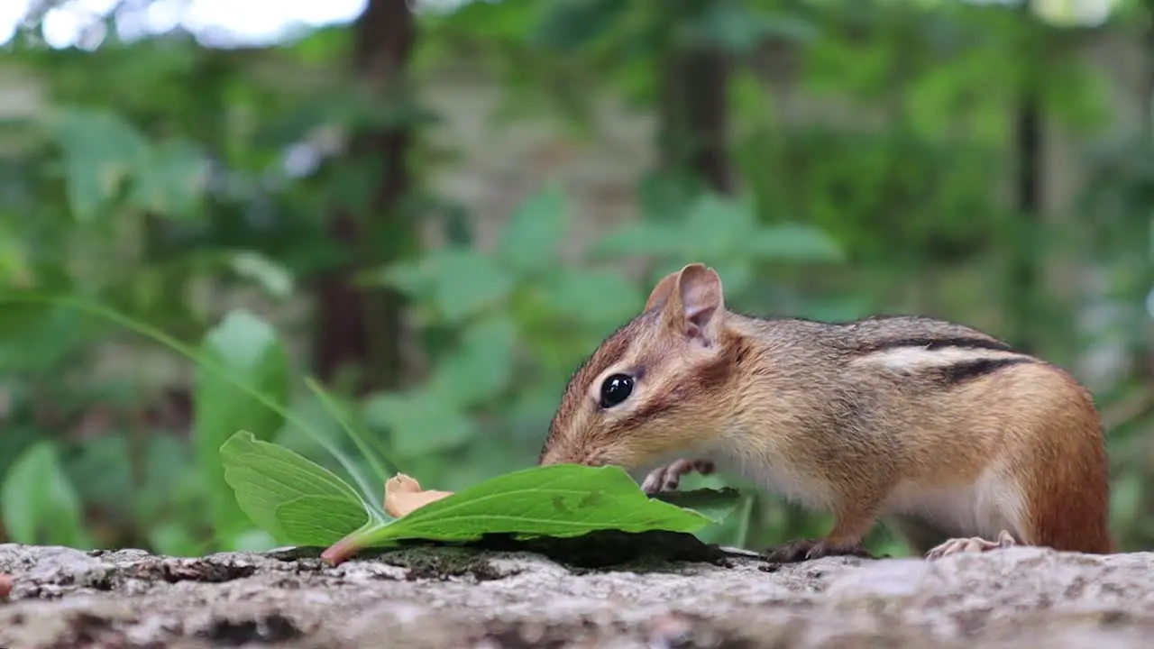 Cute adorable chipmunk eating peanut butter from a leaf