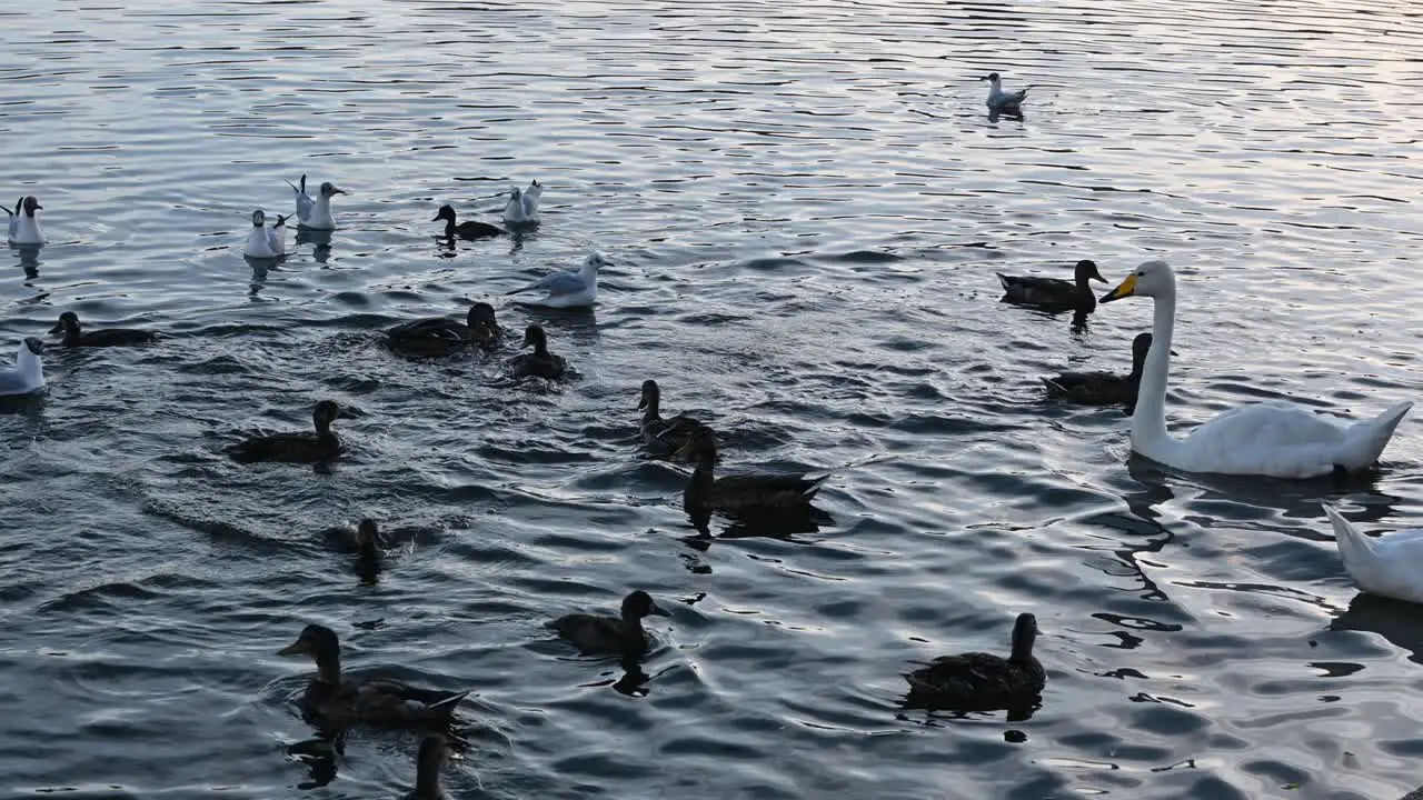 ducks and swans in hljomskala park