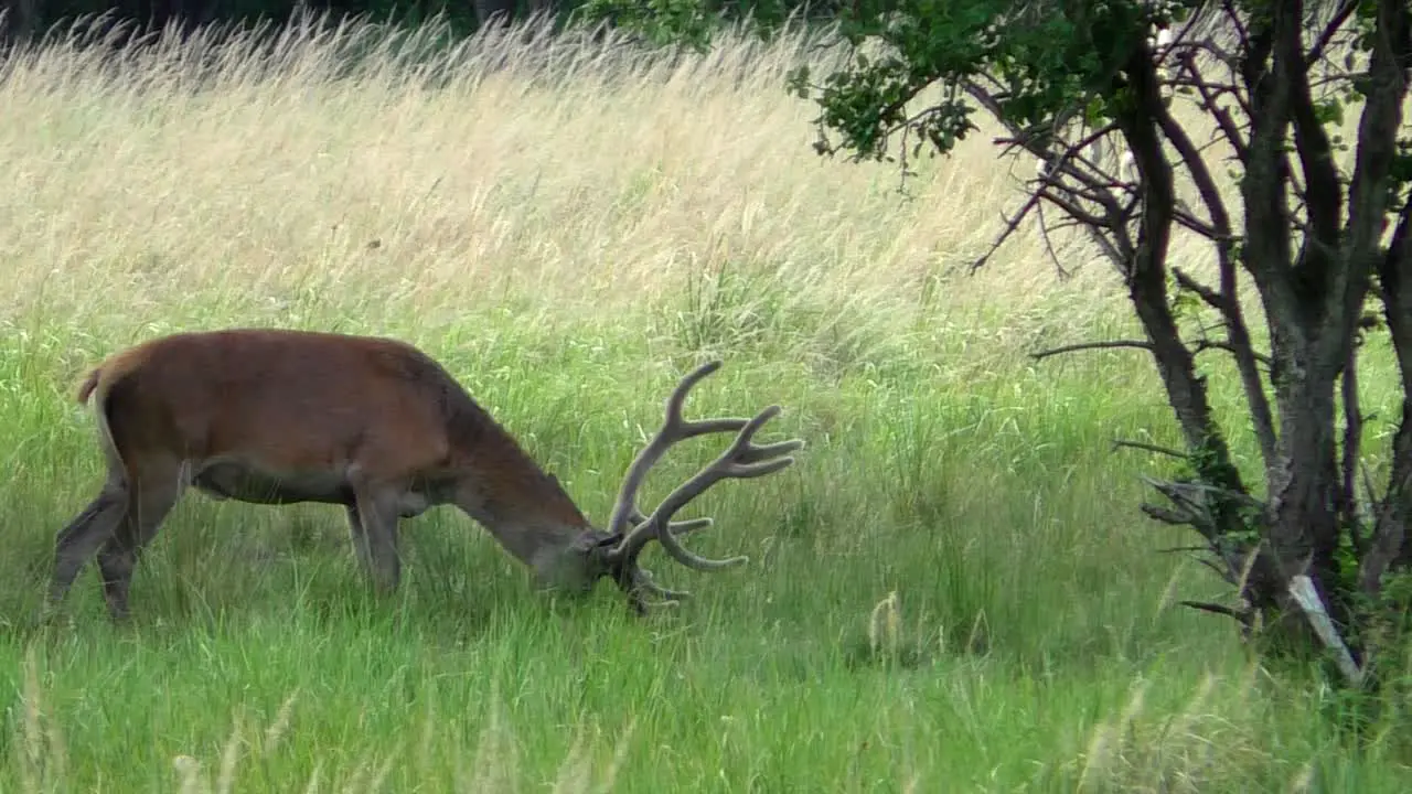 Deer Buck grazing on a meadow and leaving slowmotion