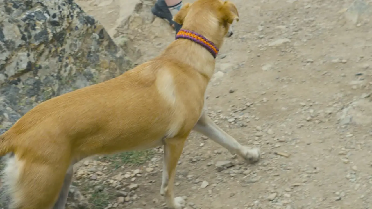 A brown dog in Jasper National Park in Canada