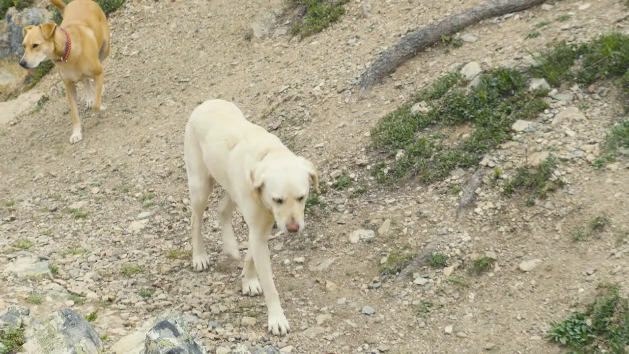 A white dog in Jasper National Park in Canada