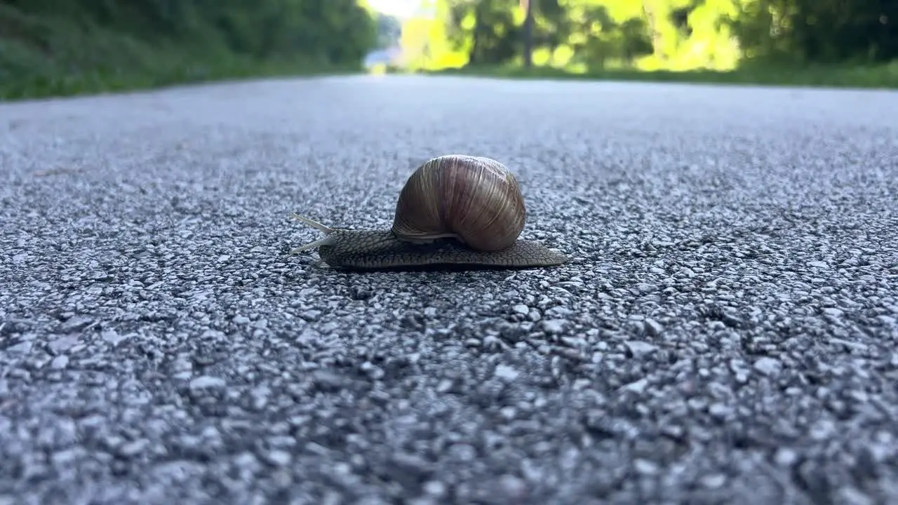 A close-up shot of a small snail with a spiral shell crawling slowly across a paved road in daylight