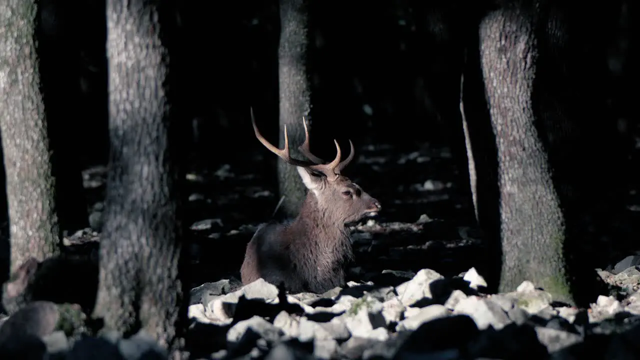 Slow motion shot of a Deer in the dark forest area in zoo park