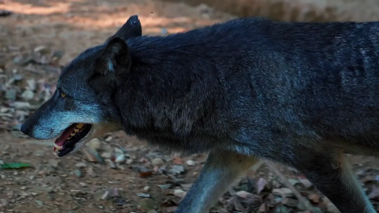 Stunning HD close up footage of a wolf wandering in the wild forest – Europe Slovenia