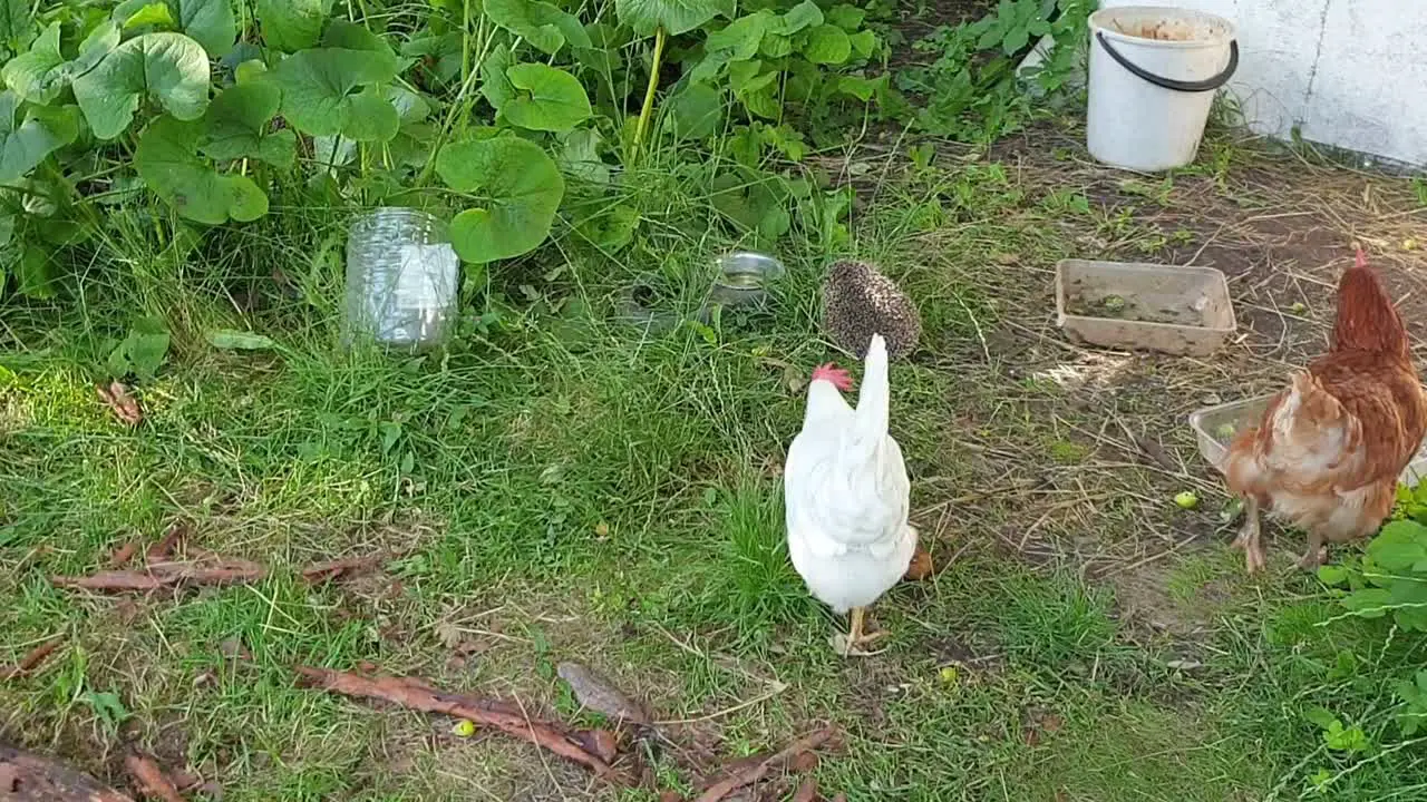 Friendly pet chickens are hanging around with their friend hedgehog while looking for food bugs and worms