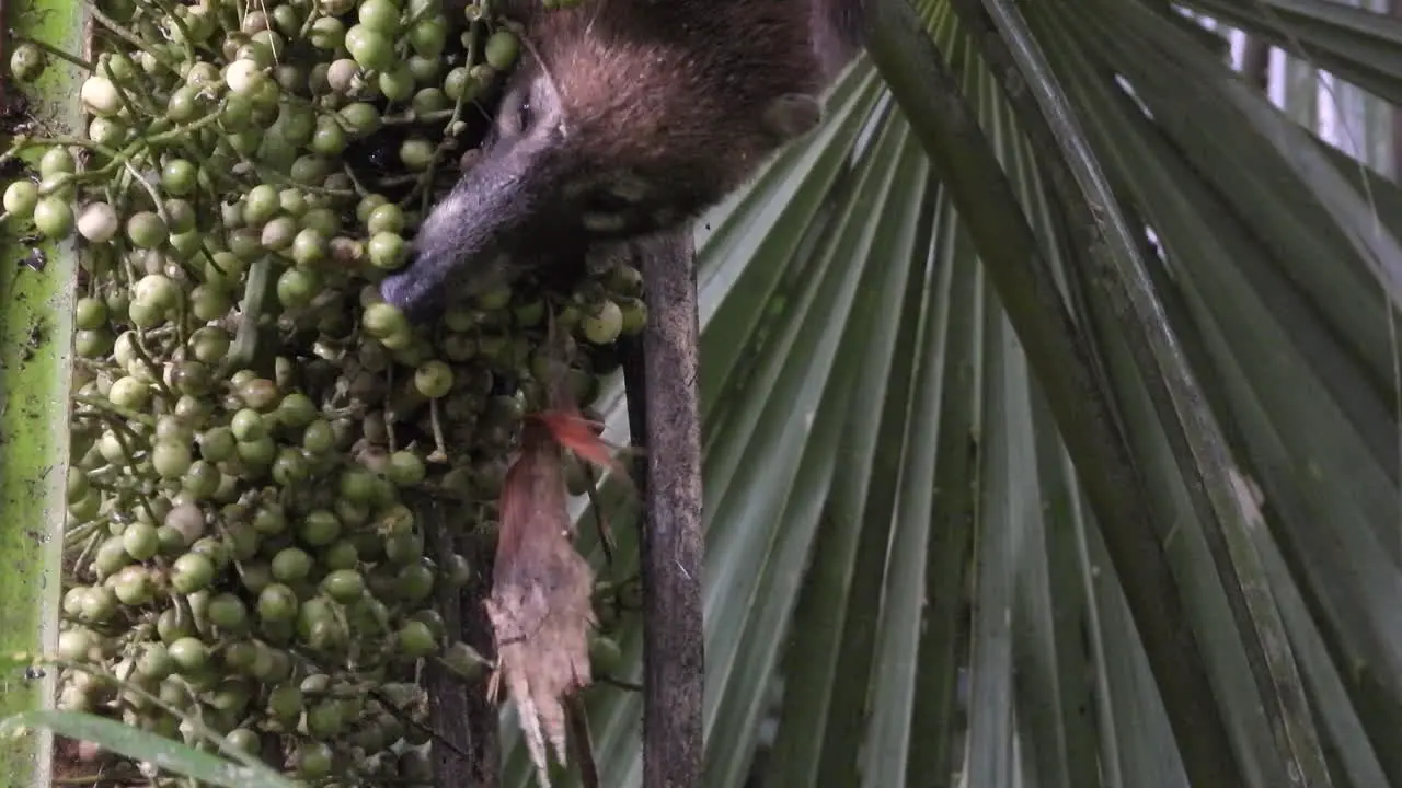 Wild coati eating berries from the top of a tree