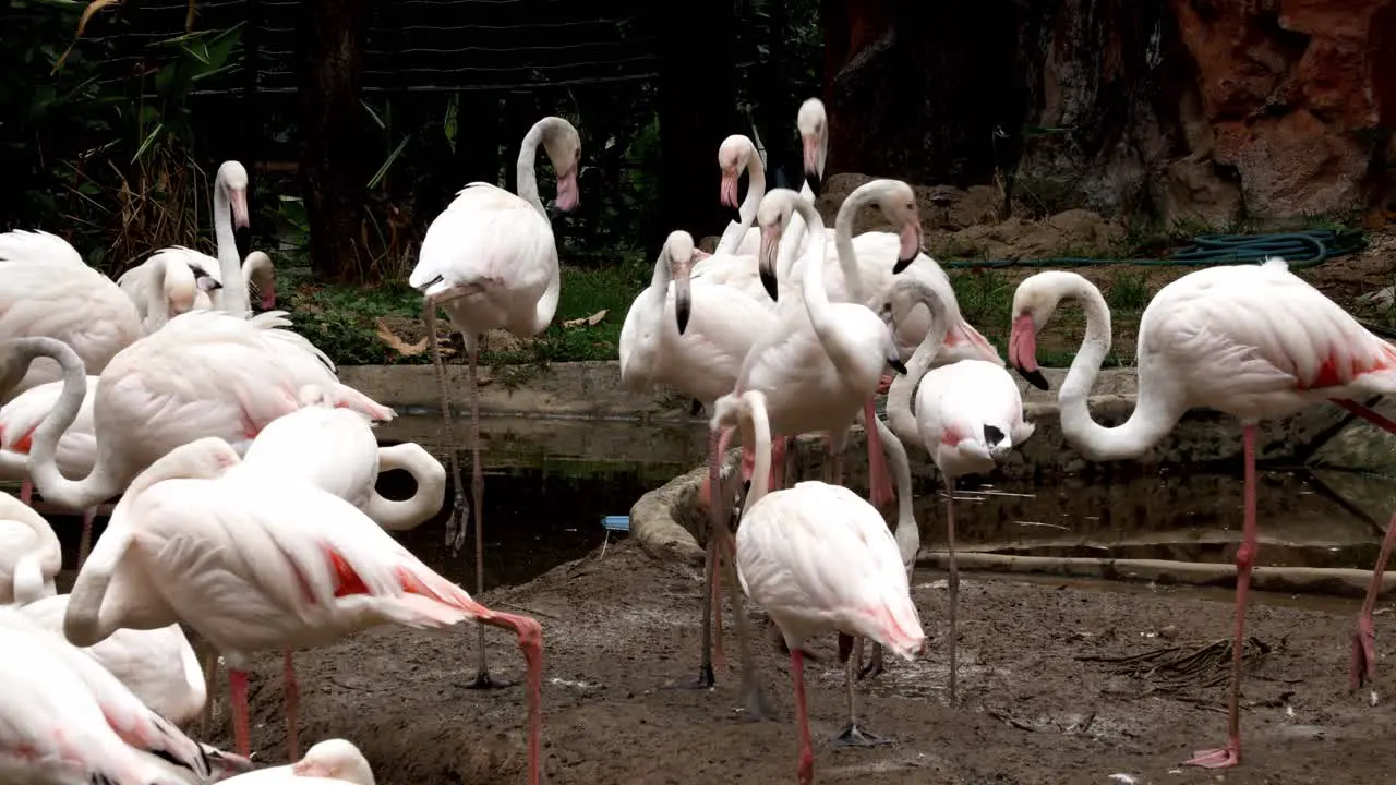 A flock of flamingos standing eating relaxing and walking around near the pond at a zoo