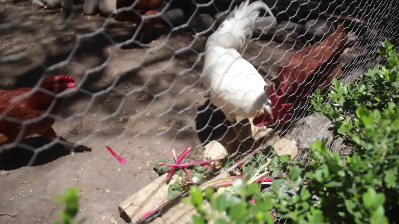 Hen eating vegetables inside a cage