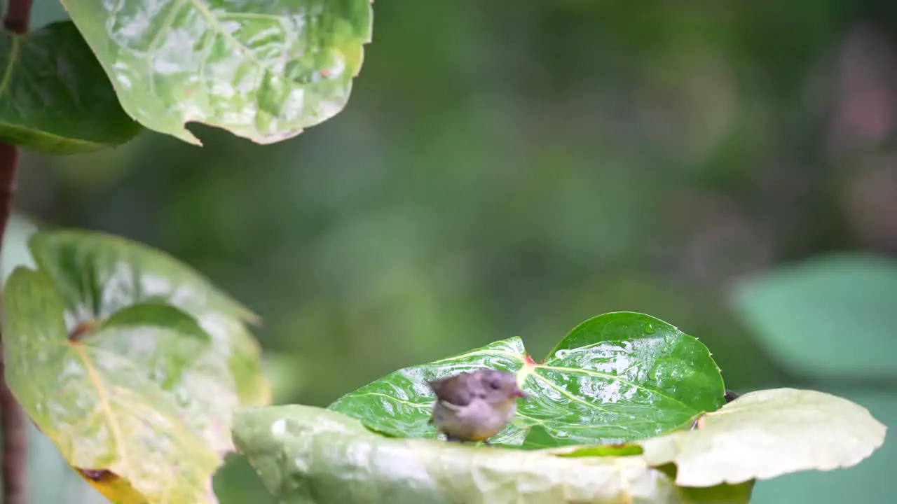 Wild bird behavior in the forest Orange bellied flowerpecker or Cabai Bunga Api bird bathing on the leaf