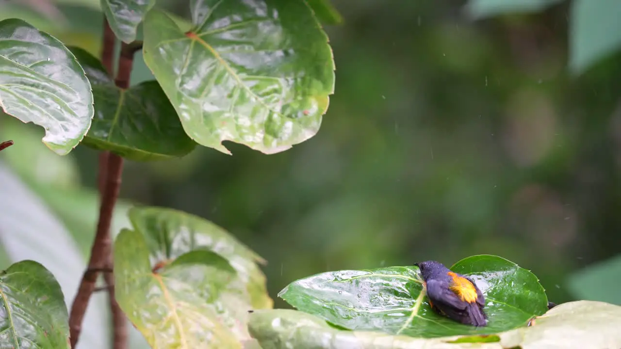 Wild animal behavior in the forest Orange bellied flowerpecker or Cabai Bunga Api bird bathing on the leaf