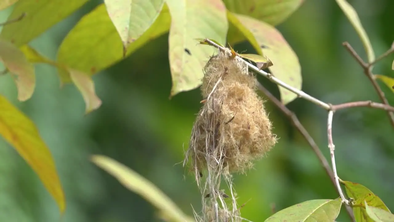 Wild animal behavior cabe bunga bird or orange bellied flowerpecker bird perching on the nest on the tree for feeding her babies