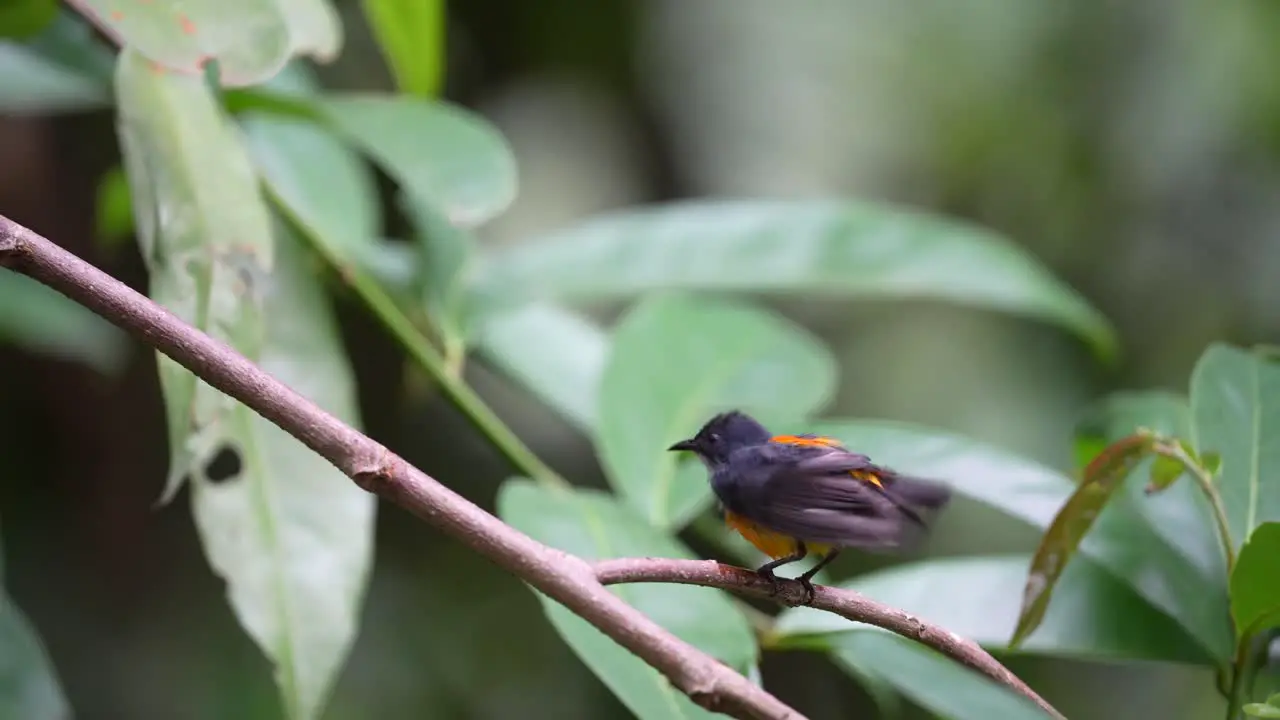 a male orange bellied flowerpecker bird perched on a branch while drying his body after bathing