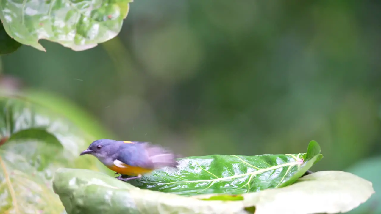 Wild animal behavior in the forest Orange bellied flowerpecker bathing on the leaf