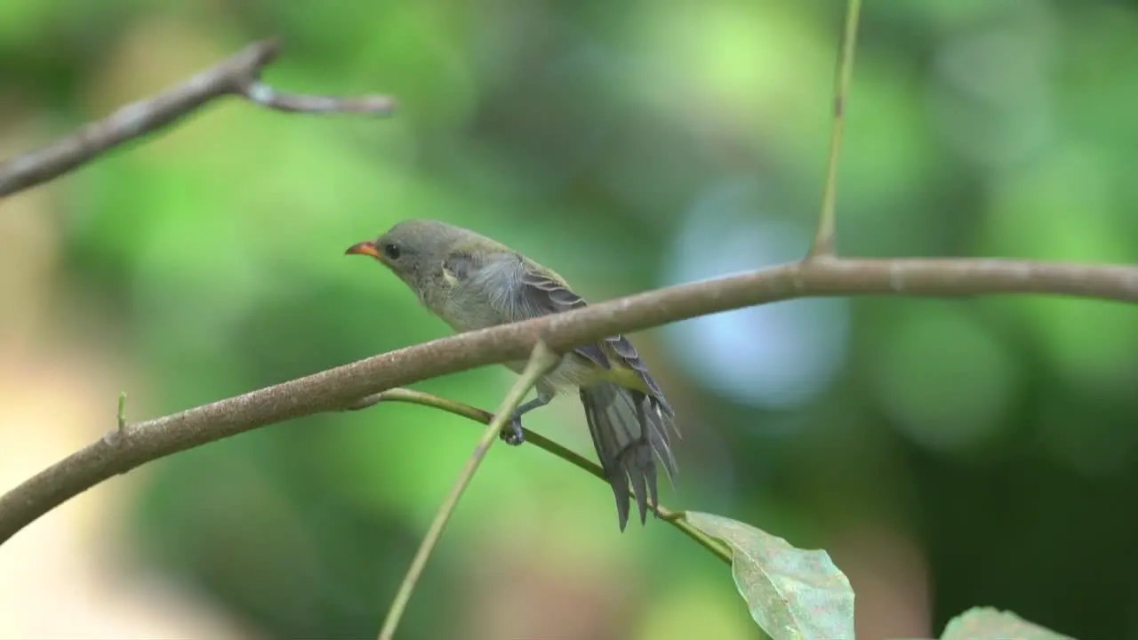 a cute little orange bellied flowerpecker bird is sunbathing and exercising moving its body with its wing stretched left and right