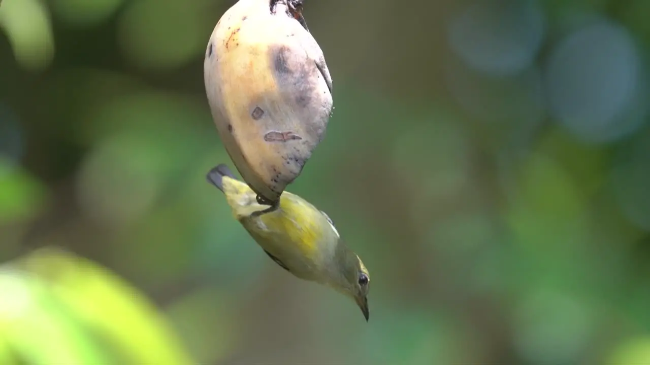 Animal wildlife behavior Upside down Orange bellied flowerpecker bird eating fruit