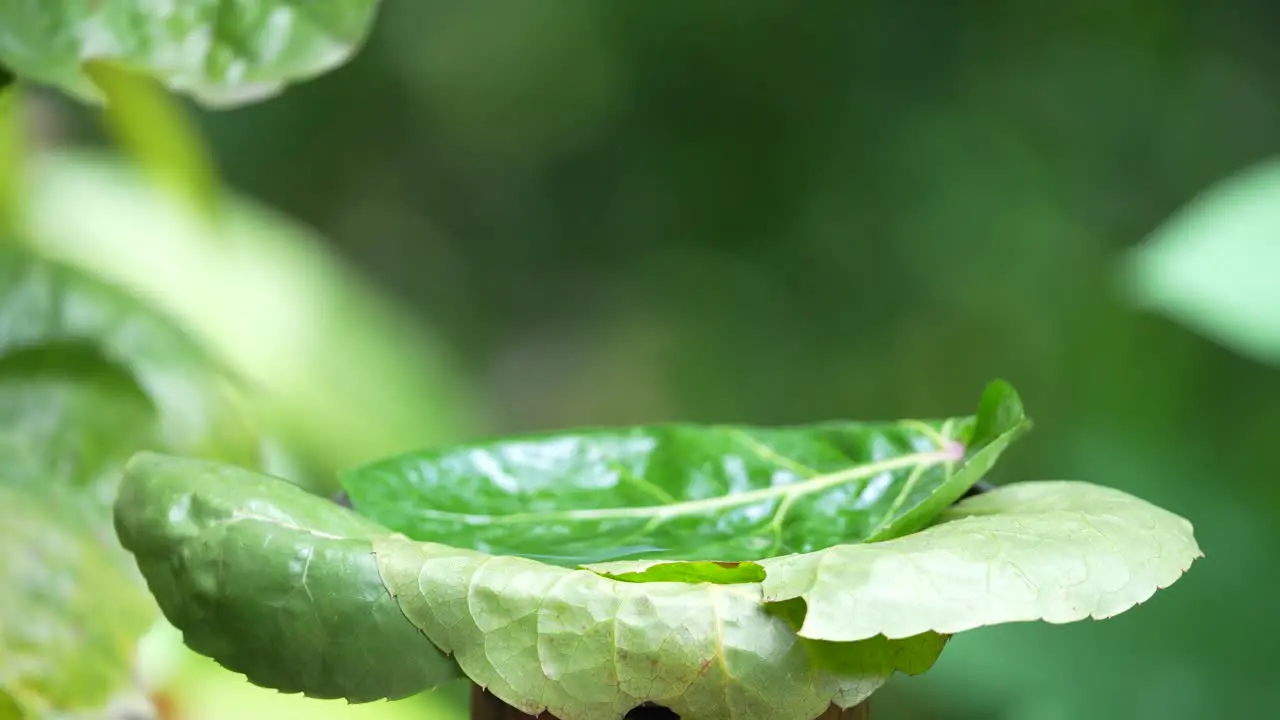 Cabai Bunga Api bird or Orange bellied flowerpecker bathing on the green leaf