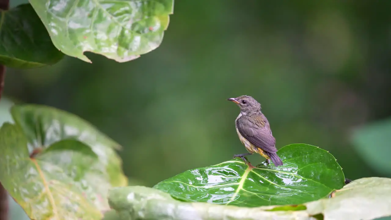 Orange bellied flowerpecker or Cabai Bunga Api bird bathing on the leaf