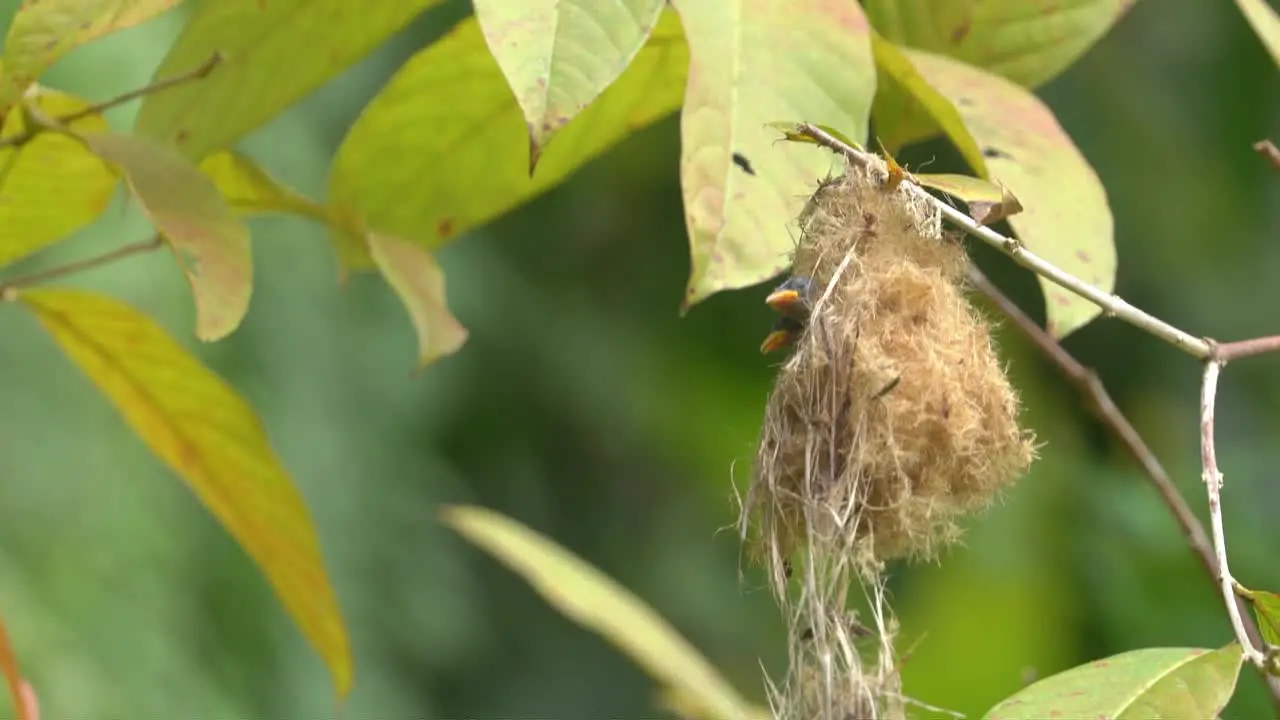 a mother orange bellied flowerpecker bird came to feed her two children then flew away again to look for food