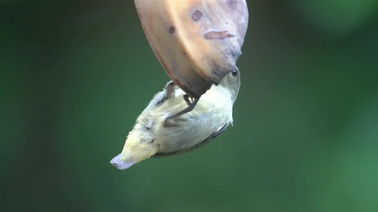 a female orange bellied flowerpecker bird is eating a banana