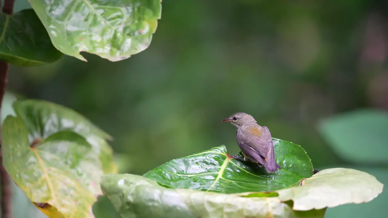 Cabai Bunga Api bird or Orange bellied flowerpecker bathing on the leaf