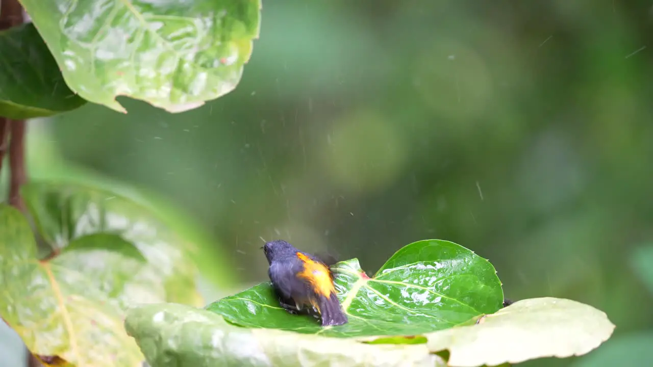 a small orange bellied flowerpecker bird looks happy playing in the water on green leaves