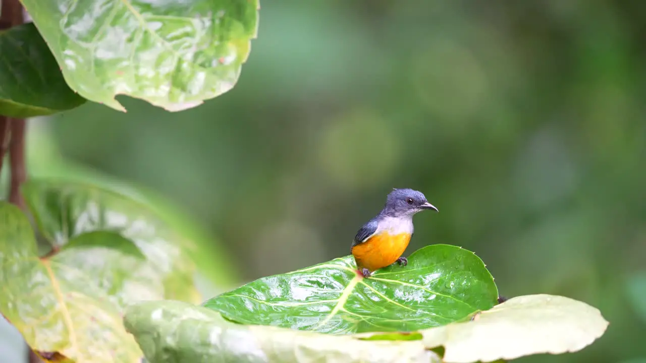 a small agile male orange bellied flowerpecker is bathing on a green leaf