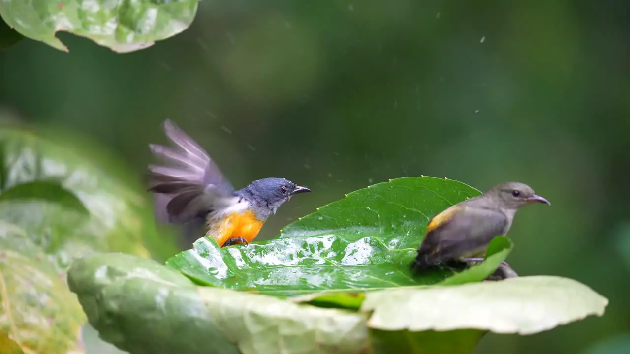 a pair of Orange bellied flowerpecker are bathing on green leaves