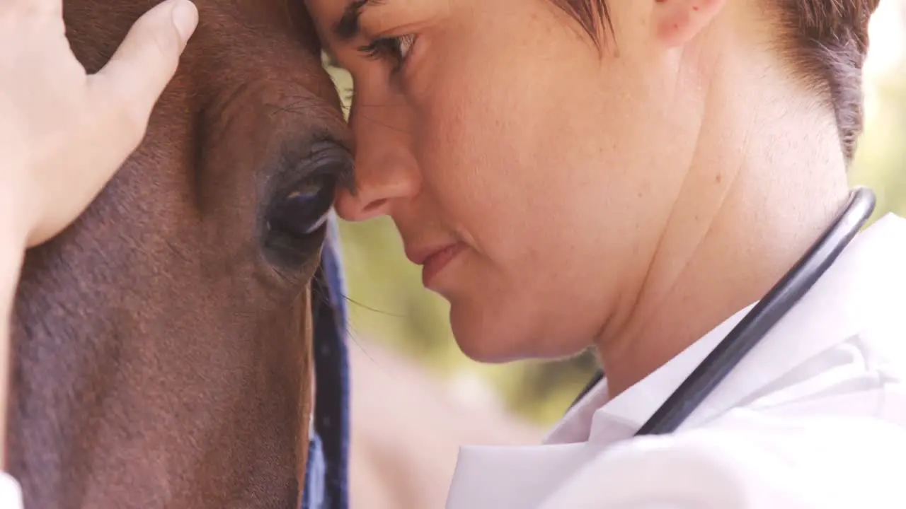 Vet taking care of a horse