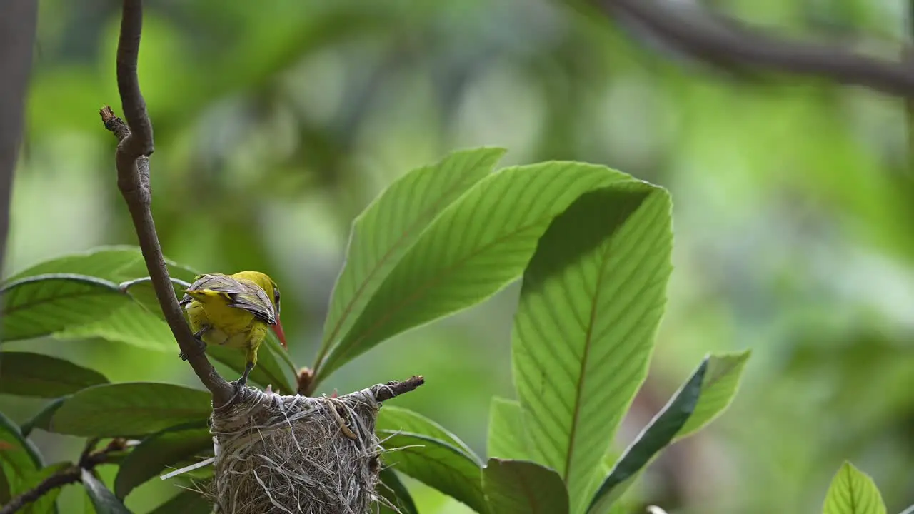 Eurasian golden oriole female Feeding