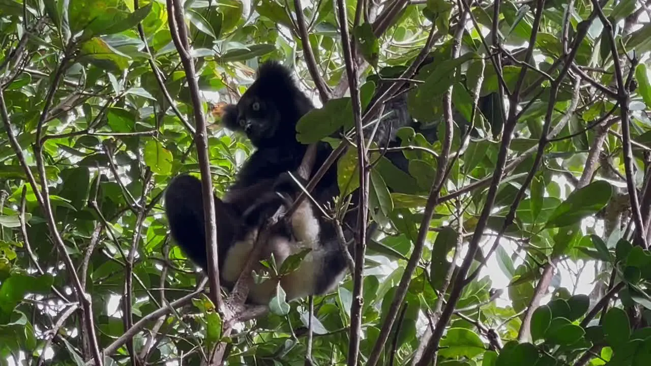 An Indri Lemur in a tree snacking