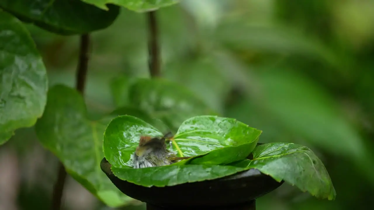 an agile little bird called the olive-backed tailorbird is playing in the water on a green bowl leaf