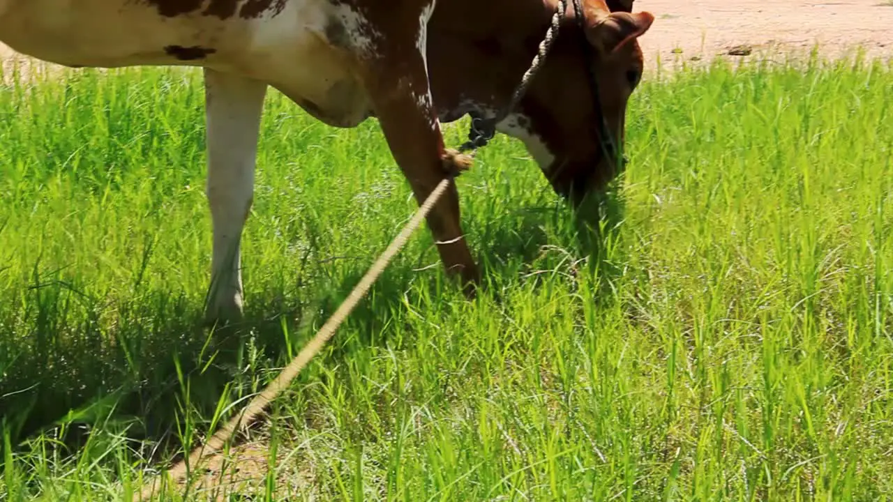 Brown indian cow grazing and feeding on a fresh patch of green grass