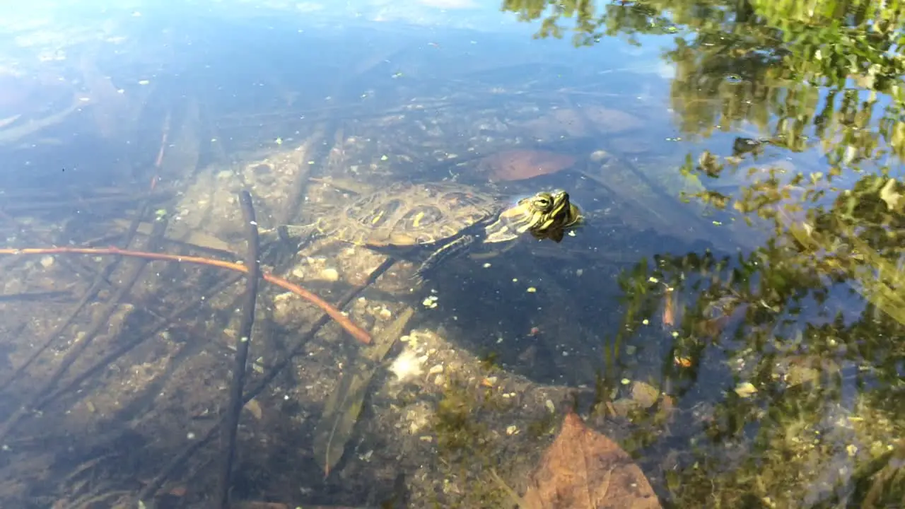 Small Turtle swimming in pond